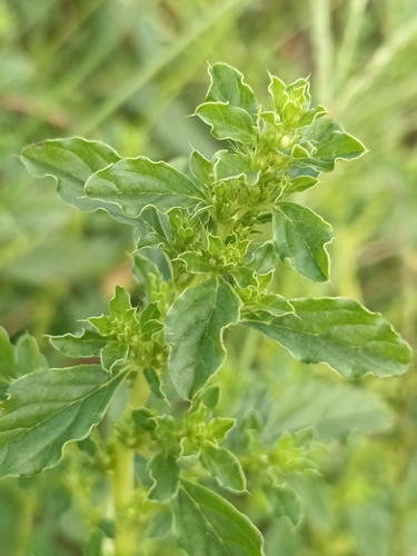 Prostrate pigweed (Amaranthus albus)