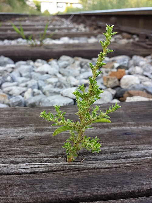 Prostrate pigweed: Habitus Taxonym: Amaranthus albus ss Fischer et al. EfÖLS 2008 ISBN 978-3-85474-187-9 Location: Floridsdorf rail station, Vienna-Floridsdorf - ca. 160 m a.s.l.