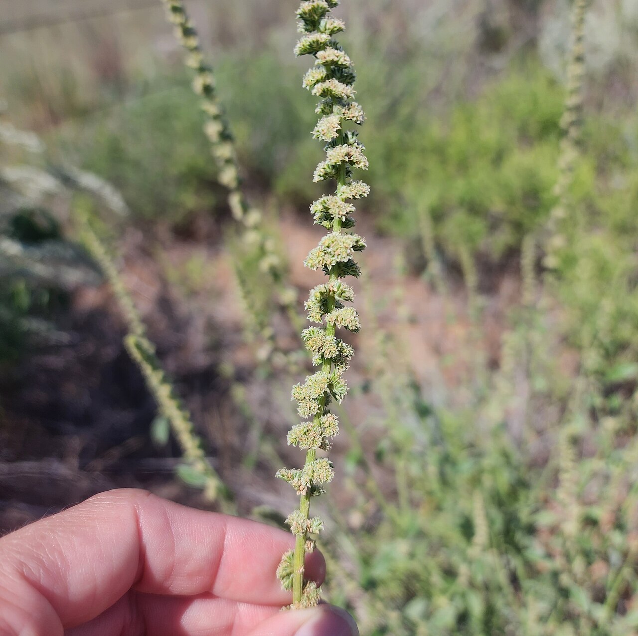 Sandhill amaranth: Sand amaranth ( Amaranthus arenicola ) in the United States