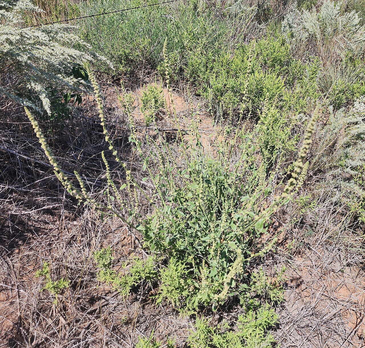 Sandhill amaranth: Sand amaranth ( Amaranthus arenicola ) in the United States