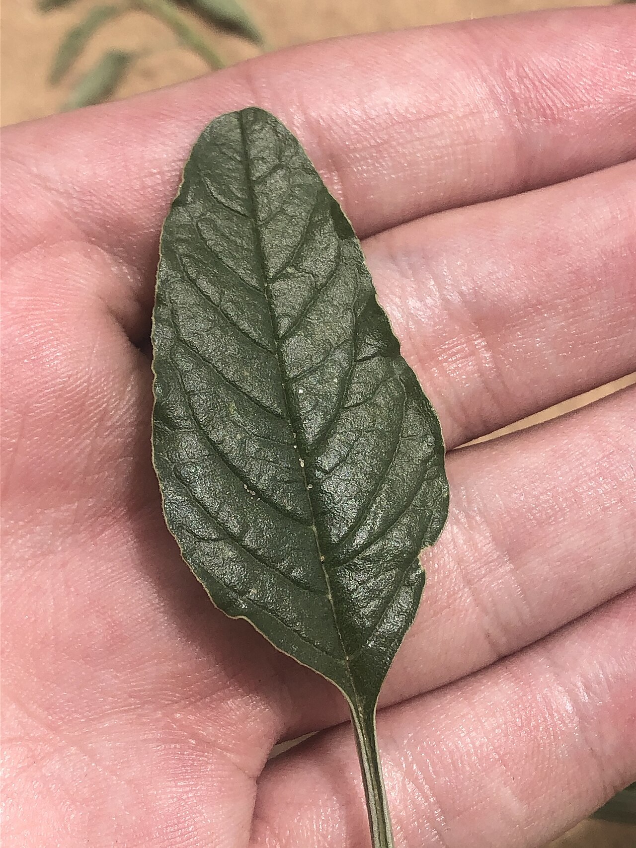 Sandhill amaranth: Sand amaranth ( Amaranthus arenicola ) in the United States