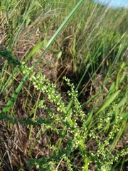 Southern amaranth (Amaranthus australis)