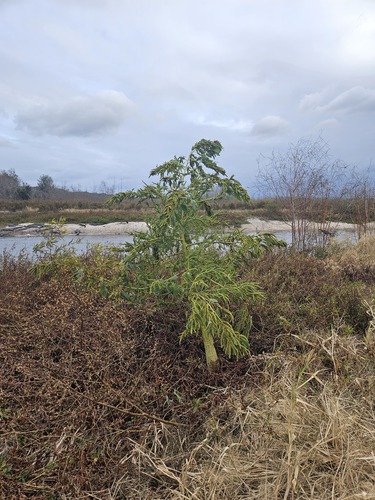 Southern amaranth (Amaranthus australis)