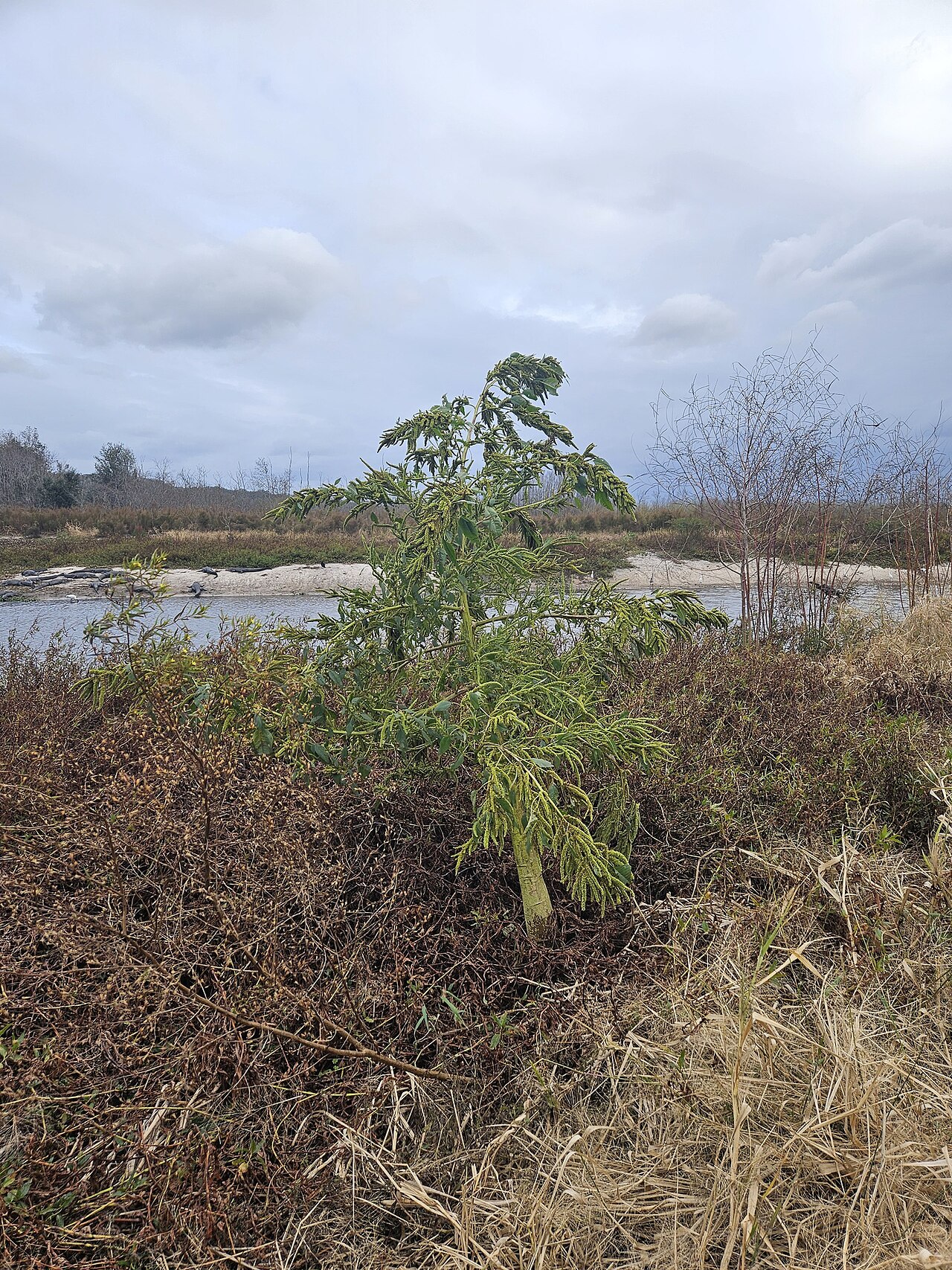 Southern amaranth: Southern Amaranth ( Amaranthus australis ) in the United States
