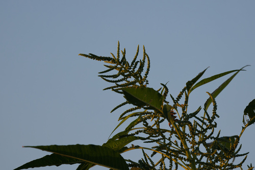 Southern amaranth (Amaranthus australis)