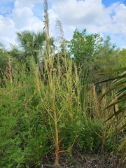 Southern amaranth (Amaranthus australis)