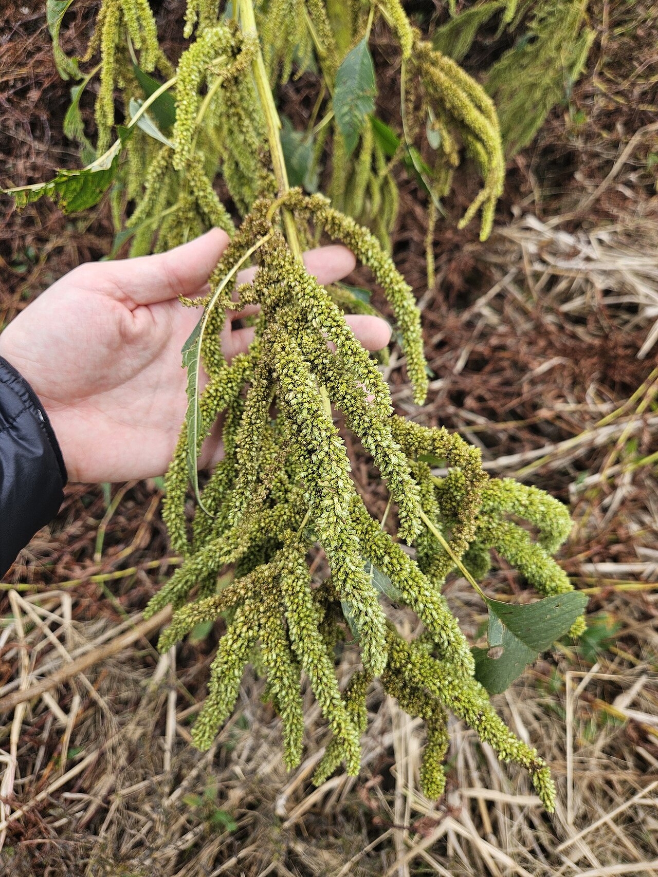 Southern amaranth: Southern Amaranth ( Amaranthus australis ) in the United States