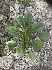 Southern amaranth (Amaranthus australis)