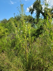Southern amaranth (Amaranthus australis)