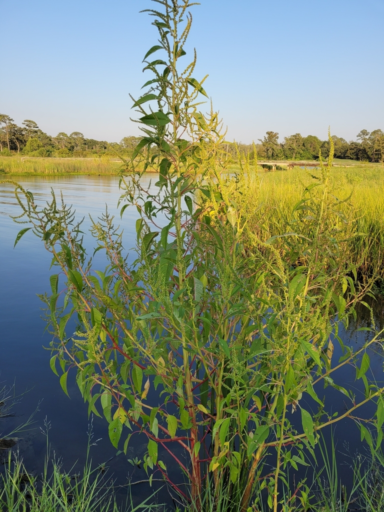 Southern amaranth (Amaranthus australis)