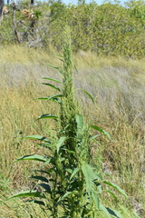 Southern amaranth (Amaranthus australis)