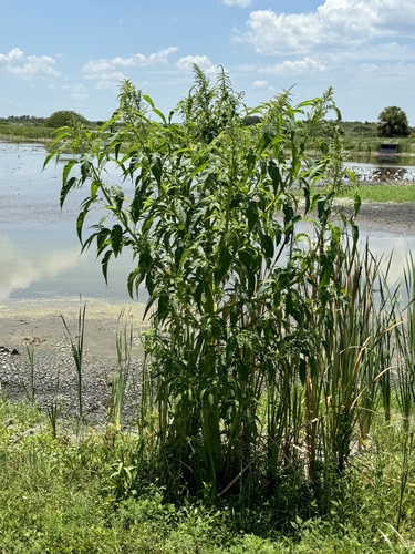 Southern amaranth (Amaranthus australis)
