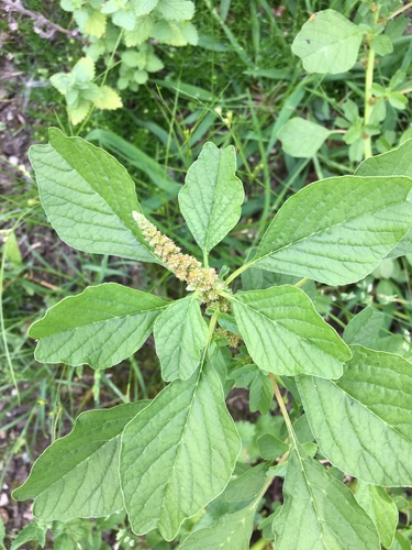 Purple amaranth (Amaranthus blitum)