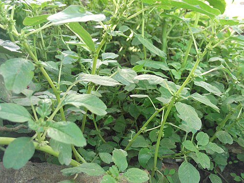 Purple amaranth: Herb,flowers green,green vegetable.