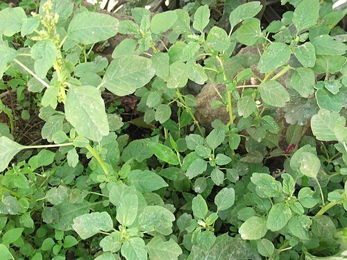 Purple amaranth: Herb,flowers green,green vegetable.