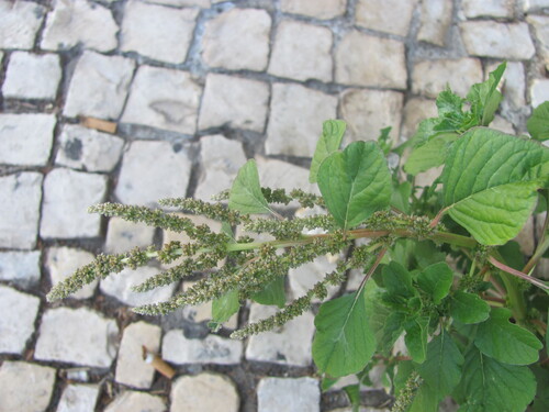 Purple amaranth (Amaranthus blitum)