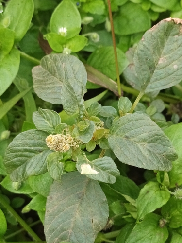 Purple amaranth (Amaranthus blitum)
