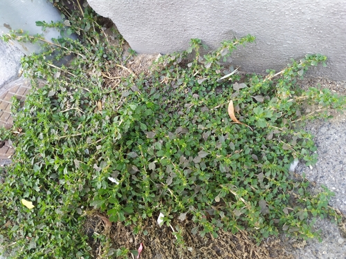 Purple amaranth (Amaranthus blitum)