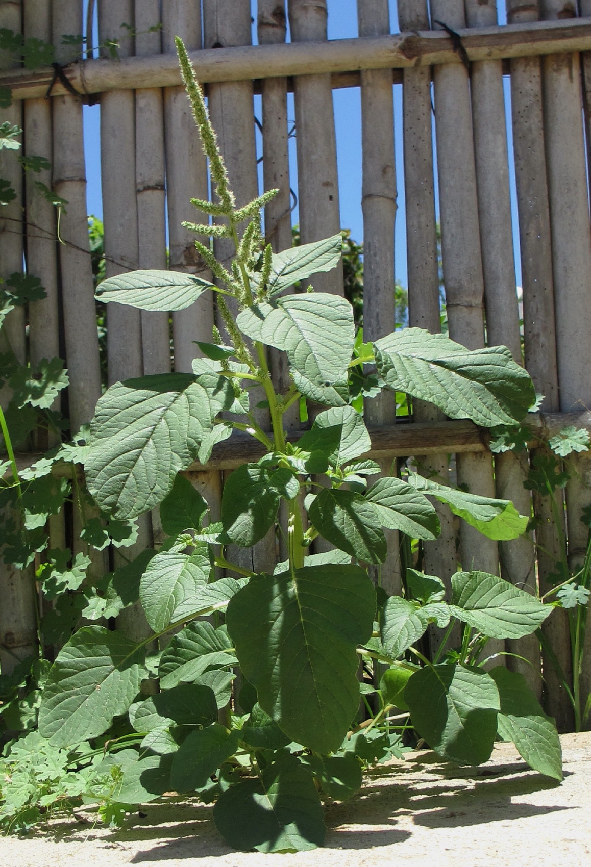 Purple amaranth: A common weed and a much used wild leaf vegetable in the tropics. Very nutritious, rich in Vitamin C, folate, carotene, iron and calcium.