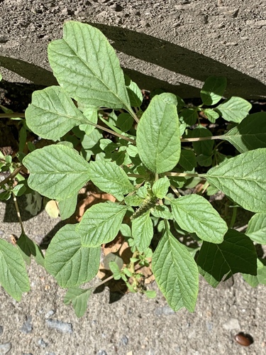 Purple amaranth (Amaranthus blitum)