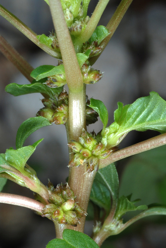 Purple amaranth (Amaranthus blitum)