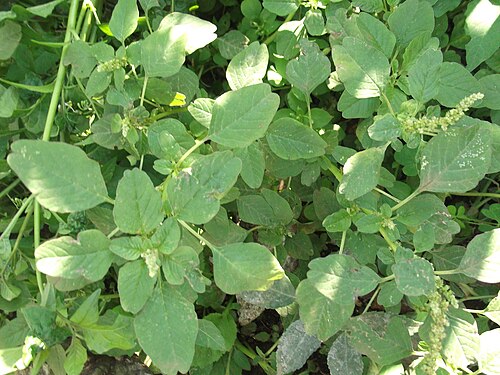 Purple amaranth: Herb,flowers green,green vegetable.