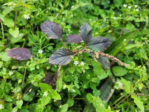 Purple amaranth (Amaranthus blitum)