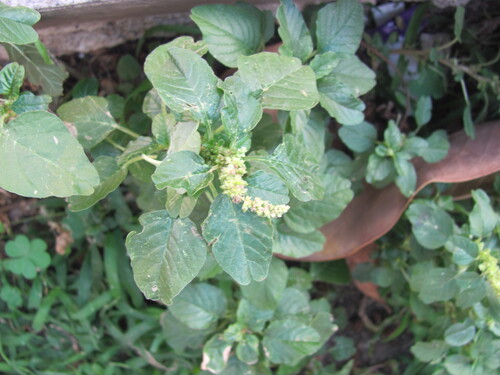 Purple amaranth (Amaranthus blitum)