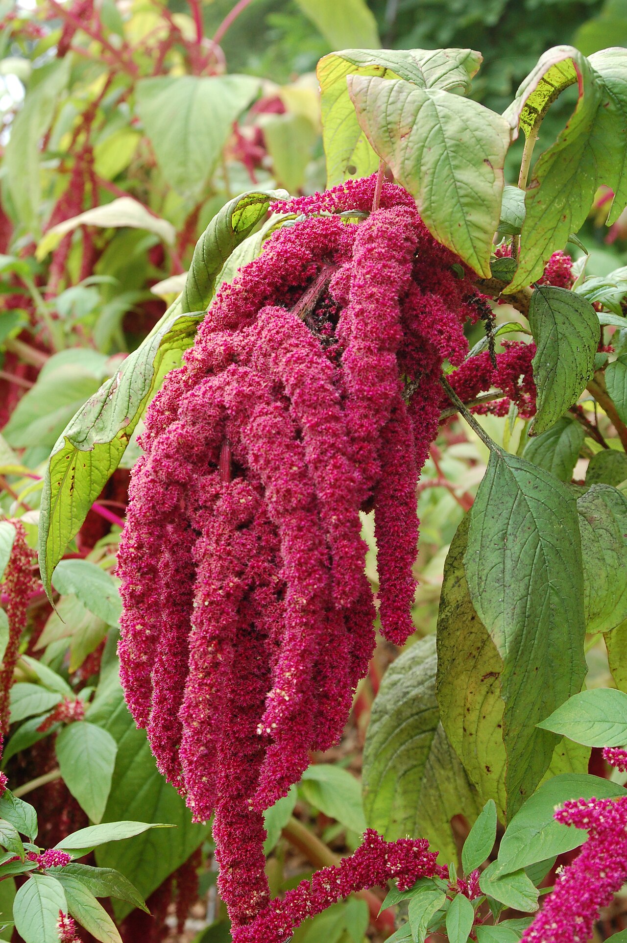 Purple amaranth: Amaranthus caudatus - Botanical Garden Bremen