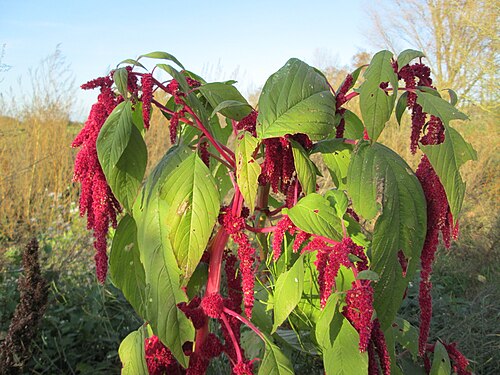 Purple amaranth: Ausgewilderter Garten-Fuchsschwanz ( Amaranthus caudatus ) bei Reilingen