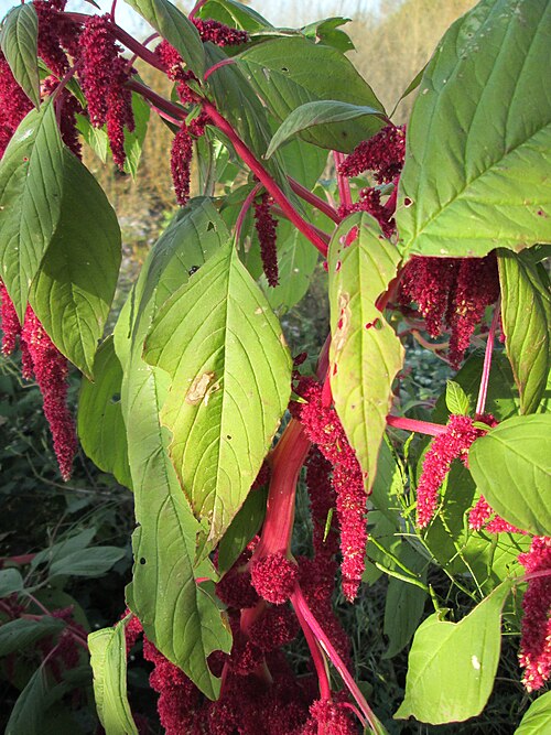 Purple amaranth: Ausgewilderter Garten-Fuchsschwanz ( Amaranthus caudatus ) bei Reilingen