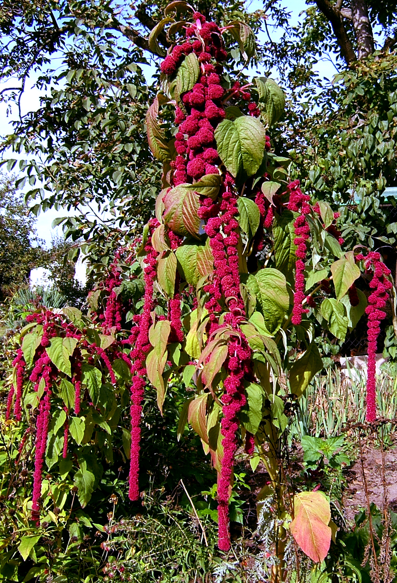 Purple amaranth: Amaranth, loves-lies-bleeding, foxtail amaranth, Tassel Flower
