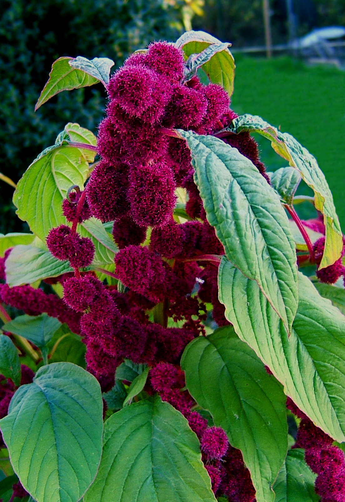 Purple amaranth: Amaranth, loves-lies-bleeding, foxtail amaranth, Tassel Flower