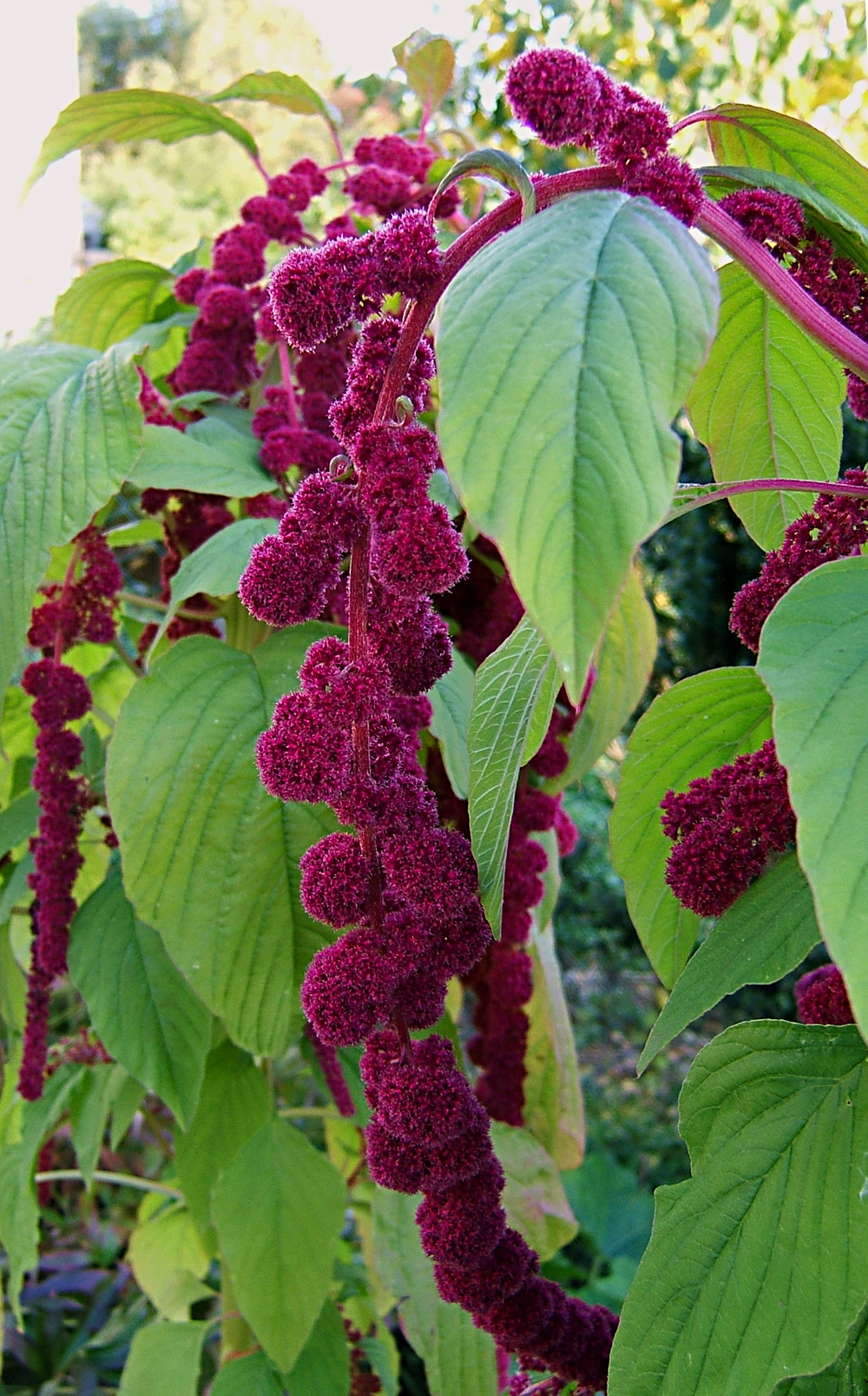 Purple amaranth: Amaranth, loves-lies-bleeding, foxtail amaranth, Tassel Flower