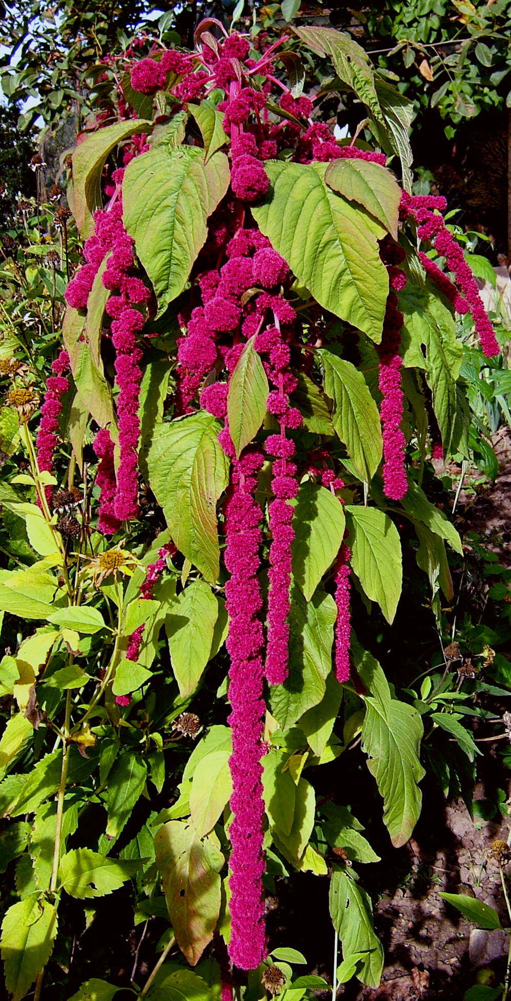 Purple amaranth: Amaranth, loves-lies-bleeding, foxtail amaranth, Tassel Flower