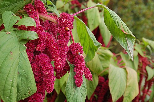 Purple amaranth: Amaranthus caudatus - Botanical Garden Bremen