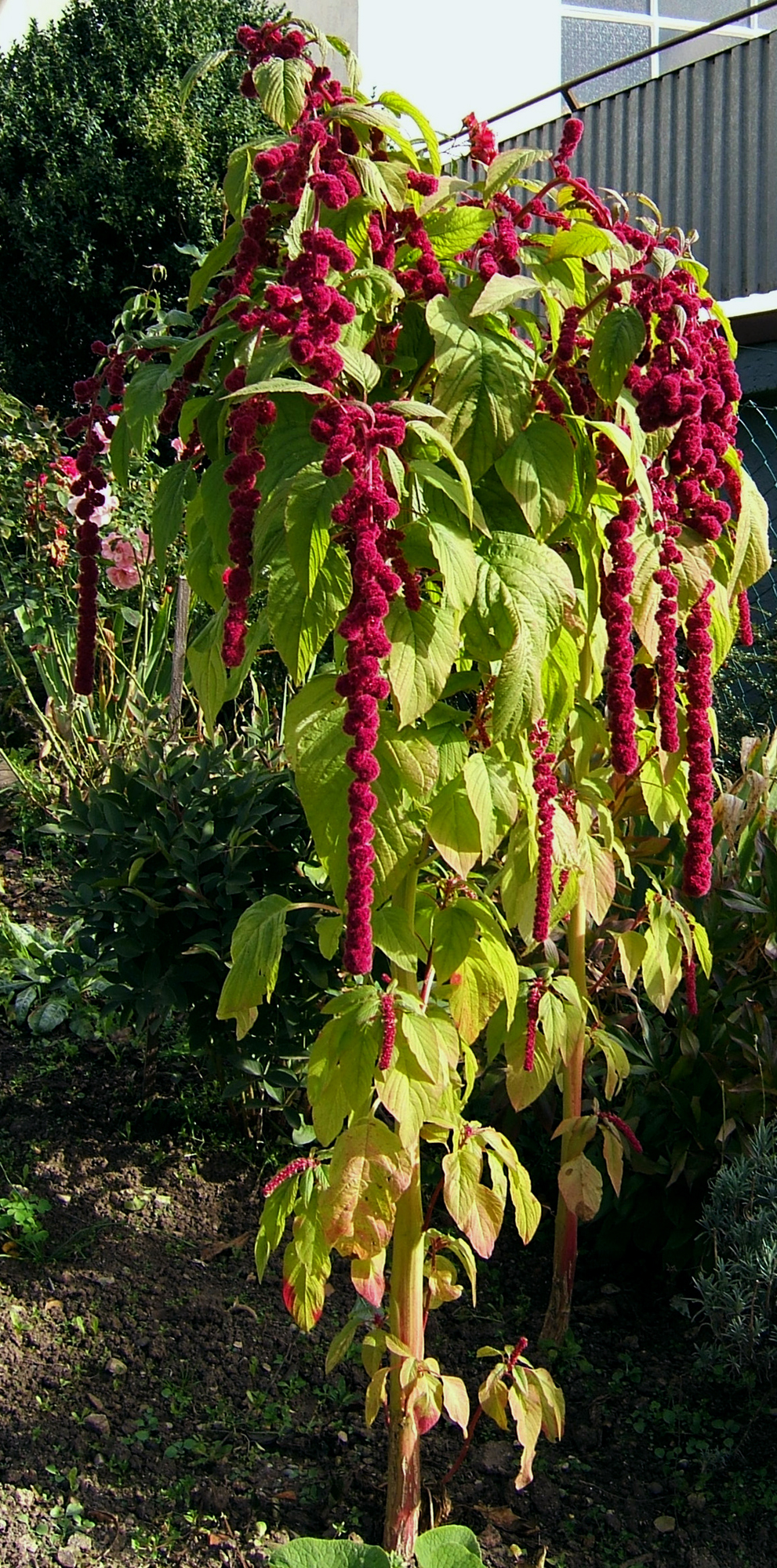 Purple amaranth: Amaranth, loves-lies-bleeding, foxtail amaranth, Tassel Flower