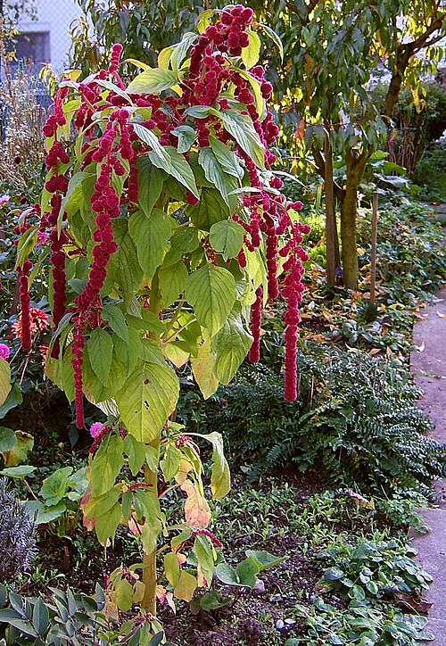 Purple amaranth: Amaranth, loves-lies-bleeding, foxtail amaranth, Tassel Flower