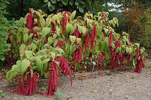 Purple amaranth: Amaranthus caudatus - Botanical Garden Bremen