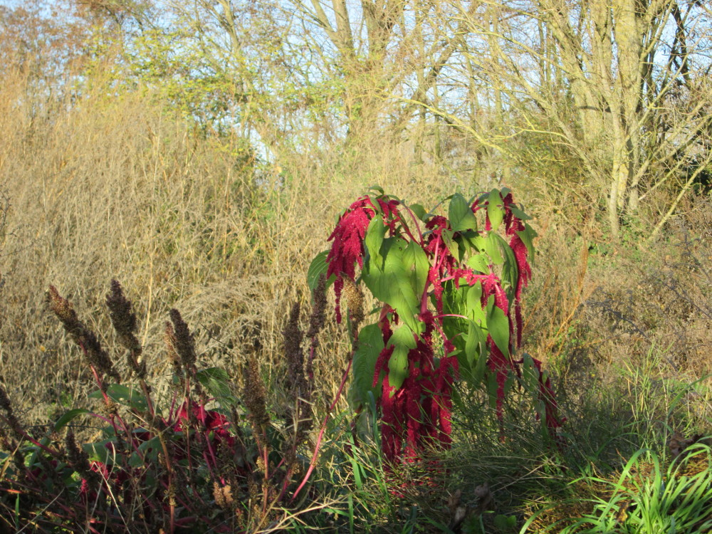 Purple amaranth: Ausgewilderter Garten-Fuchsschwanz ( Amaranthus caudatus ) bei Reilingen