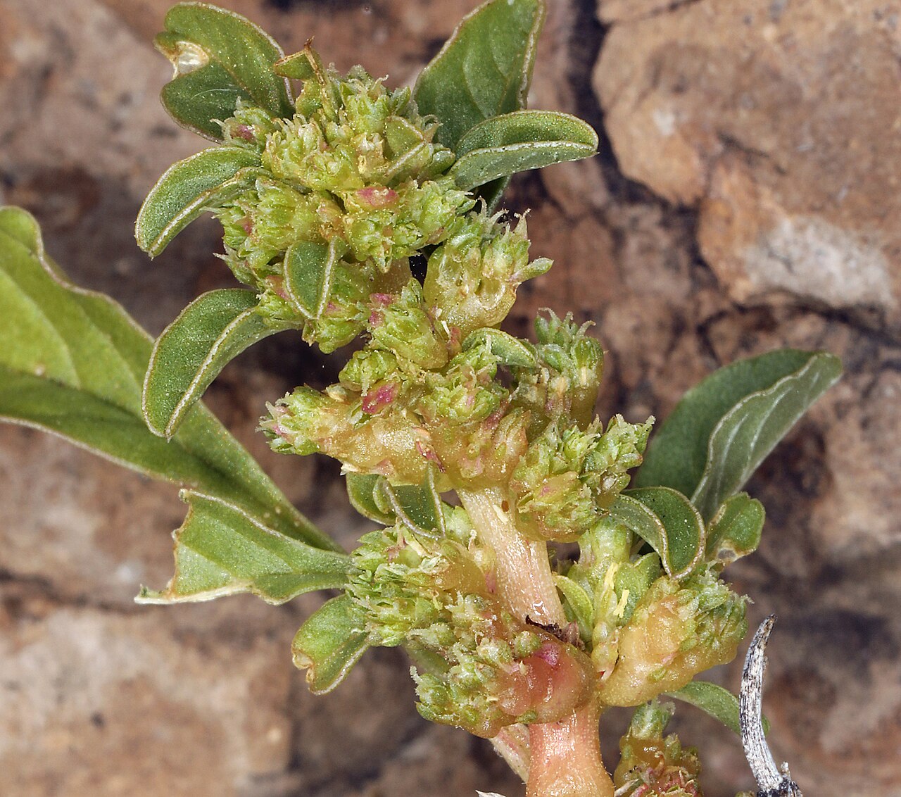 Spreading amaranth: Amaranthus crassipes warnockii in the United States
