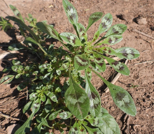 Spreading amaranth (Amaranthus crassipes)