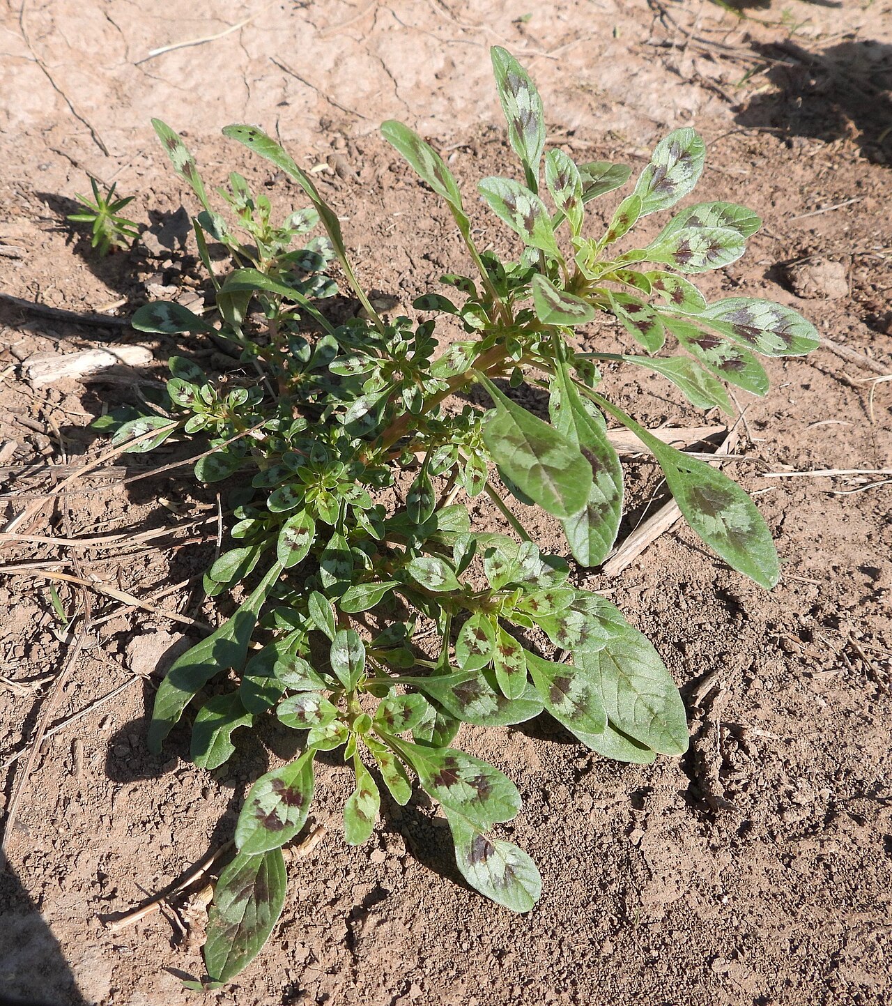 Spreading amaranth: Amaranthus crassipes in the United States