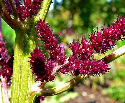 Red amaranth: Photo of Amaranthus cruentus 'Foxtail' at the VanDusen Botanical Garden in Vancouver