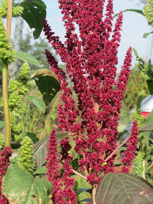 Red amaranth: Verwilderter Rispen-Fuchsschwanz ( Amaranthus cruentus ) auf einer Ruderalfläche in Waghäusel - Ursprung: Südamerika