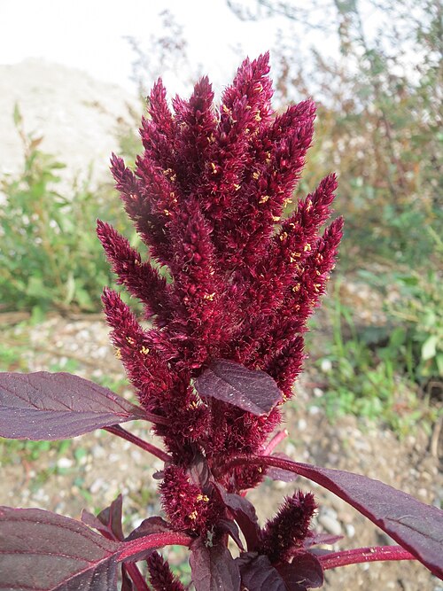 Red amaranth: Rispen-Fuchsschwanz ( Amaranthus cruentus ) in Hockenheim-Talhaus