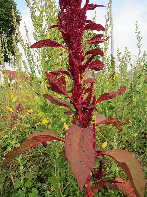 Red amaranth: Verwilderter Rispen-Fuchsschwanz ( Amaranthus cruentus ) auf einer Brachfläche in Hockenheim - Ursprung: Südamerika