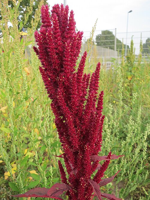 Red amaranth: Verwilderter Rispen-Fuchsschwanz ( Amaranthus cruentus ) auf einer Brachfläche in Hockenheim - Ursprung: Südamerika