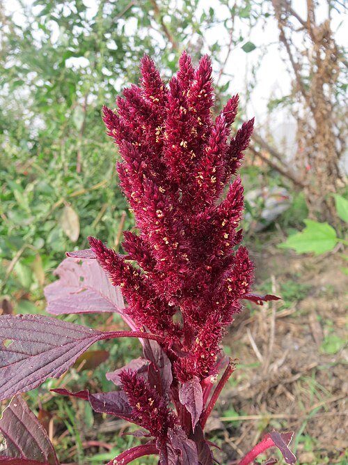 Red amaranth: Rispen-Fuchsschwanz ( Amaranthus cruentus ) in Hockenheim-Talhaus