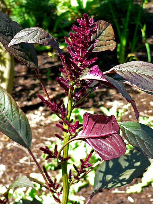 Red amaranth: Photo of Amaranthus cruentus 'Foxtail' at the VanDusen Botanical Garden in Vancouver